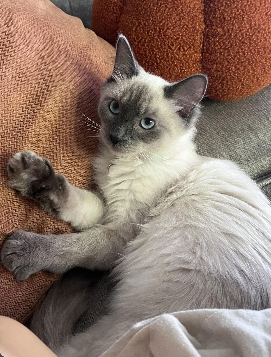 Mabel Napa, Adopted, Kitten Female Siamese & Domestic Long Hair.