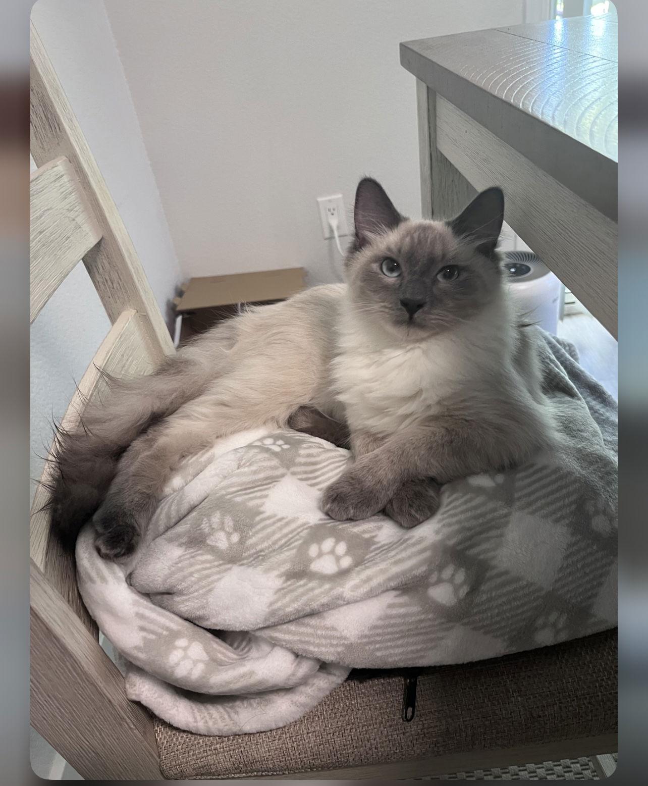 Mabel Napa, a Adopted mixed breed in Napa, CA image 2/3