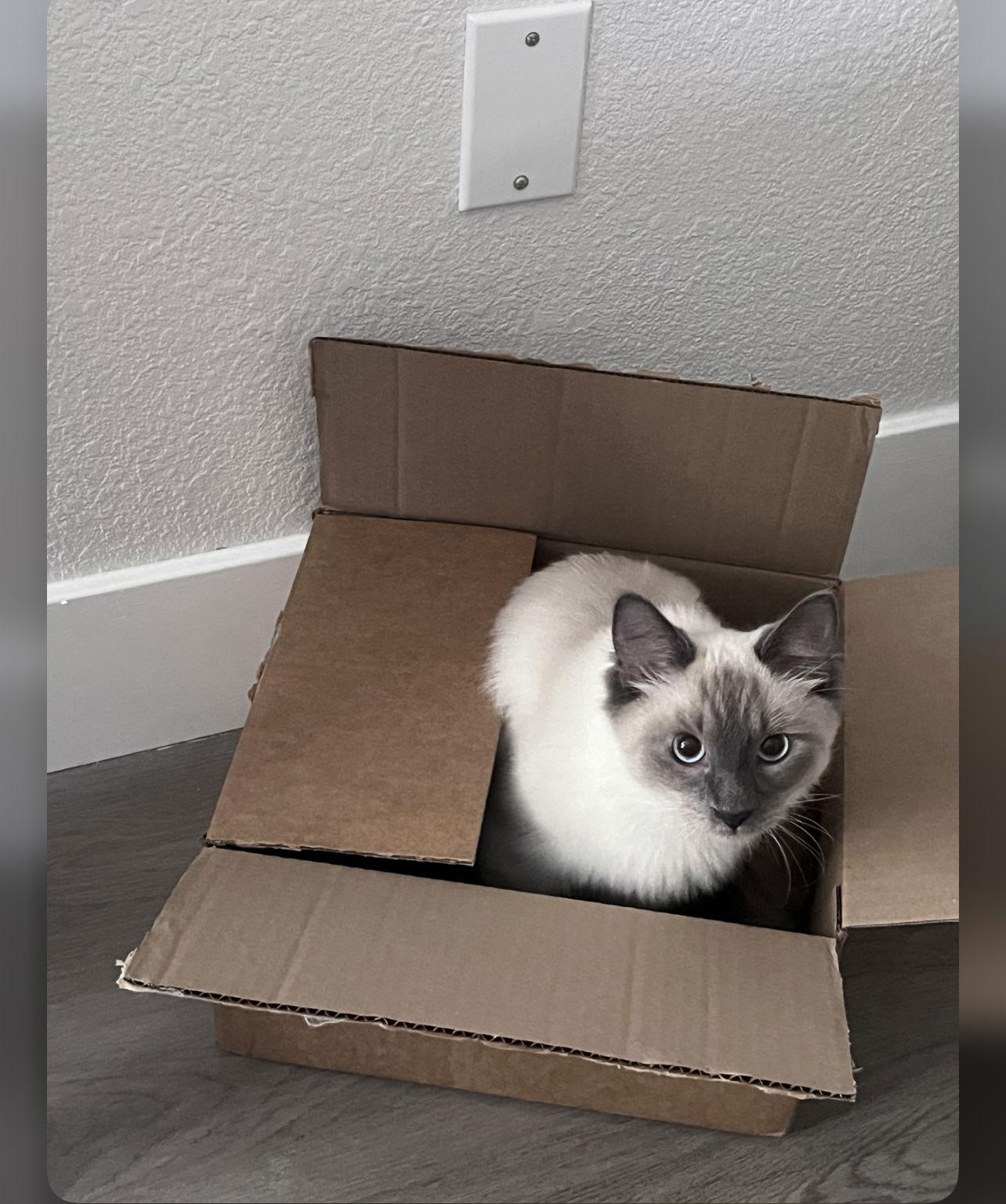 Mabel Napa, a Adopted mixed breed in Napa, CA image 3/3