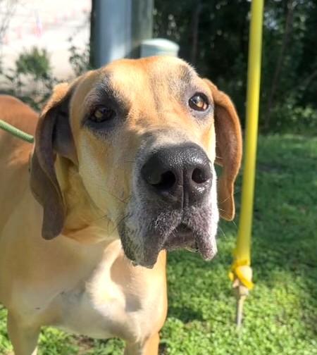 BIRDIE, Adult Female Great Dane
