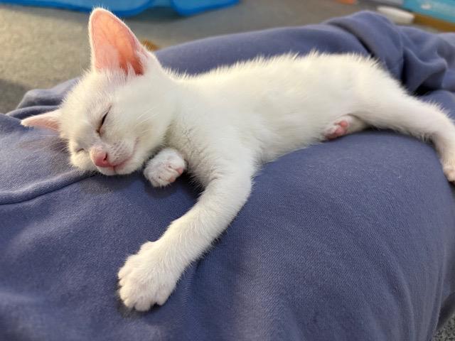 Lil Beep, adopted, Kitten Female Domestic Short Hair.