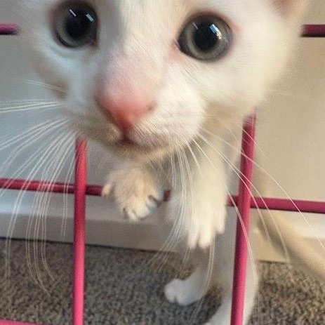 Lil Beep, an adopted Domestic Short Hair in Hillsboro, OR image 2/2