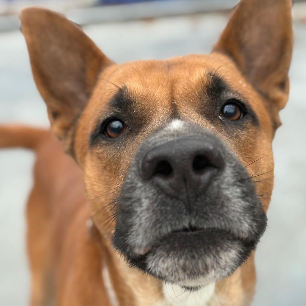 Enlarge Poo bear, a Adoptable Mixed Breed in Red House, WV image 1/3