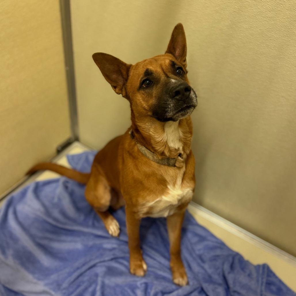 Enlarge Poo bear, a Adoptable Mixed Breed in Red House, WV image 2/3