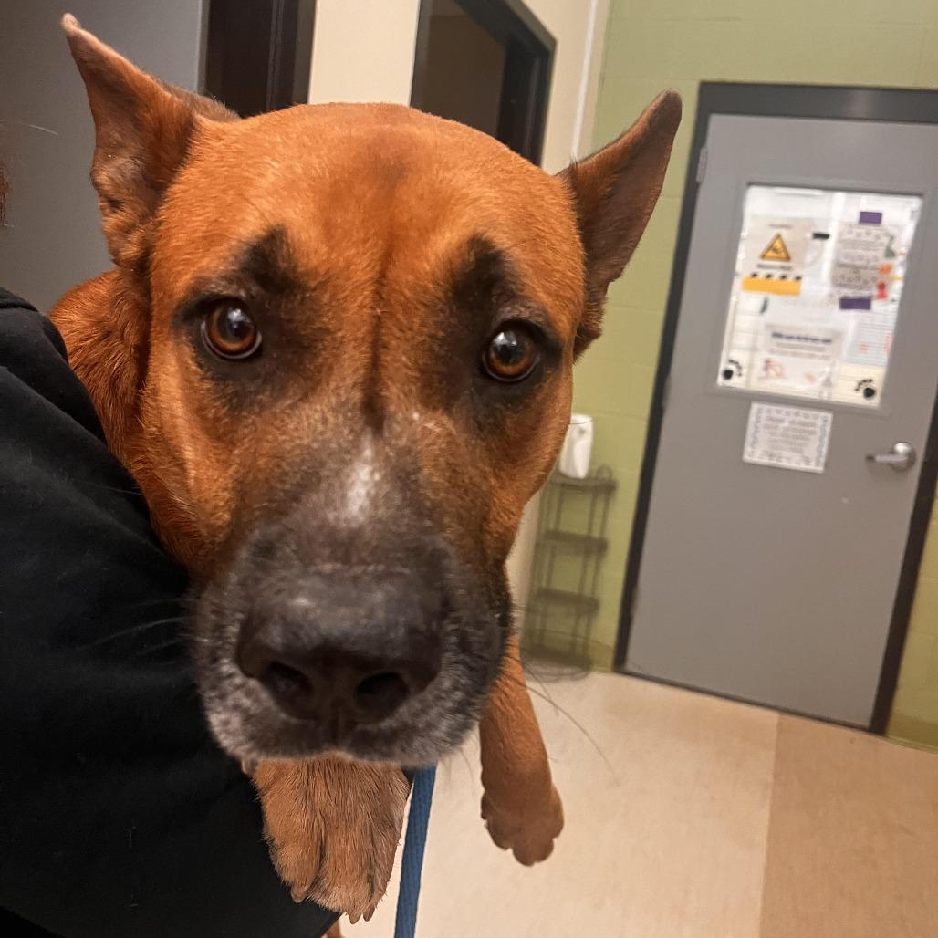 Enlarge Poo bear, a Adoptable Mixed Breed in Red House, WV image 1/1