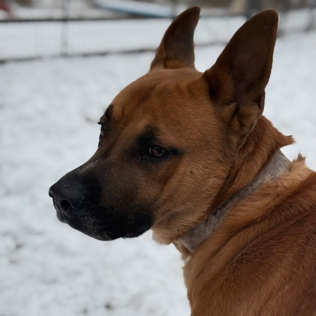 Enlarge Poo bear, a Adoptable Mixed Breed in Red House, WV image 4/4