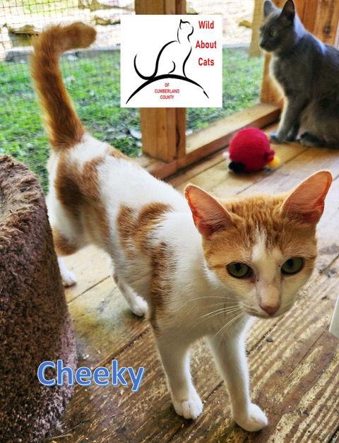 Enlarge Cheeky, a Adoptable Domestic Short Hair in Crossville, TN image 1/3