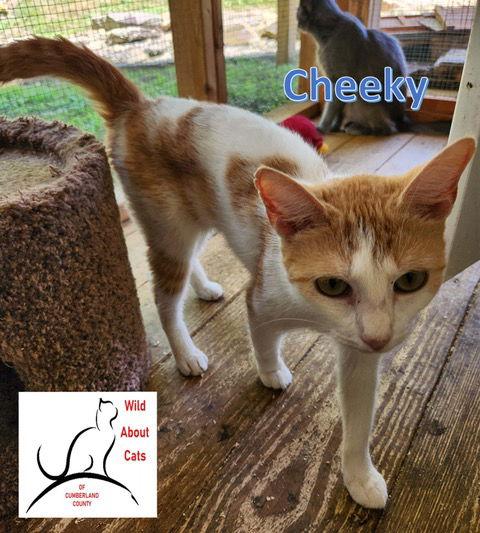 Enlarge Cheeky, a Adoptable Domestic Short Hair in Crossville, TN image 2/3