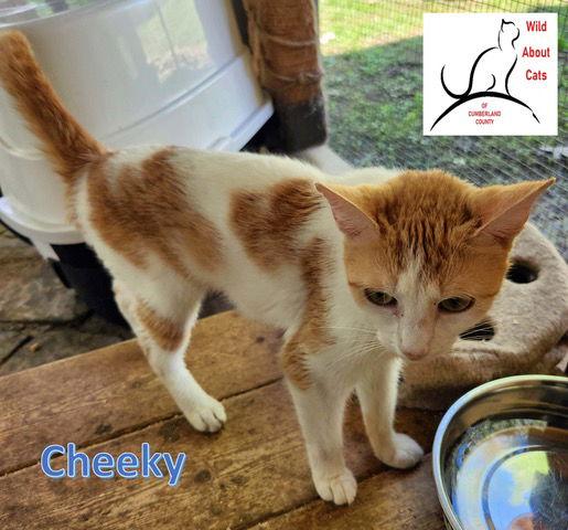 Enlarge Cheeky, a Adoptable Domestic Short Hair in Crossville, TN image 3/3