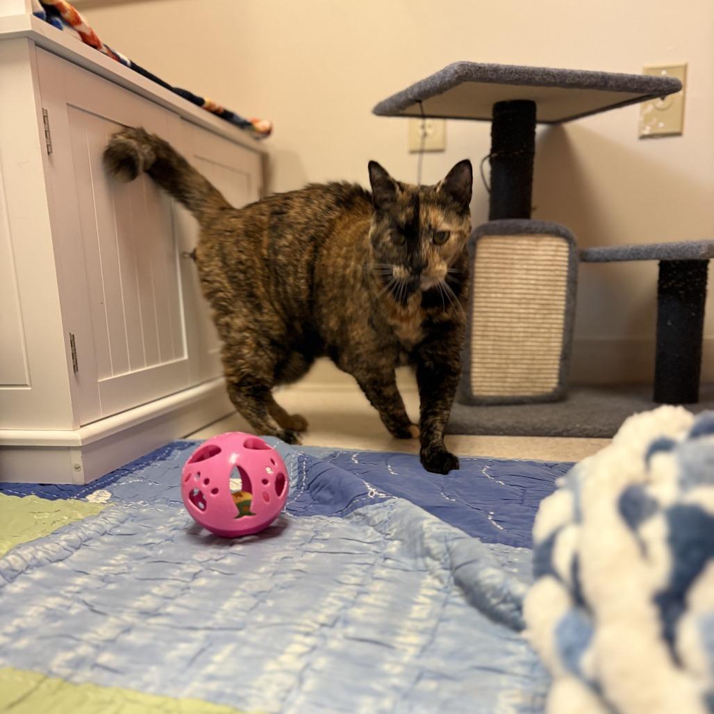 Enlarge Shadow, a Adoptable Domestic Short Hair in Bedford, NH image 1/6