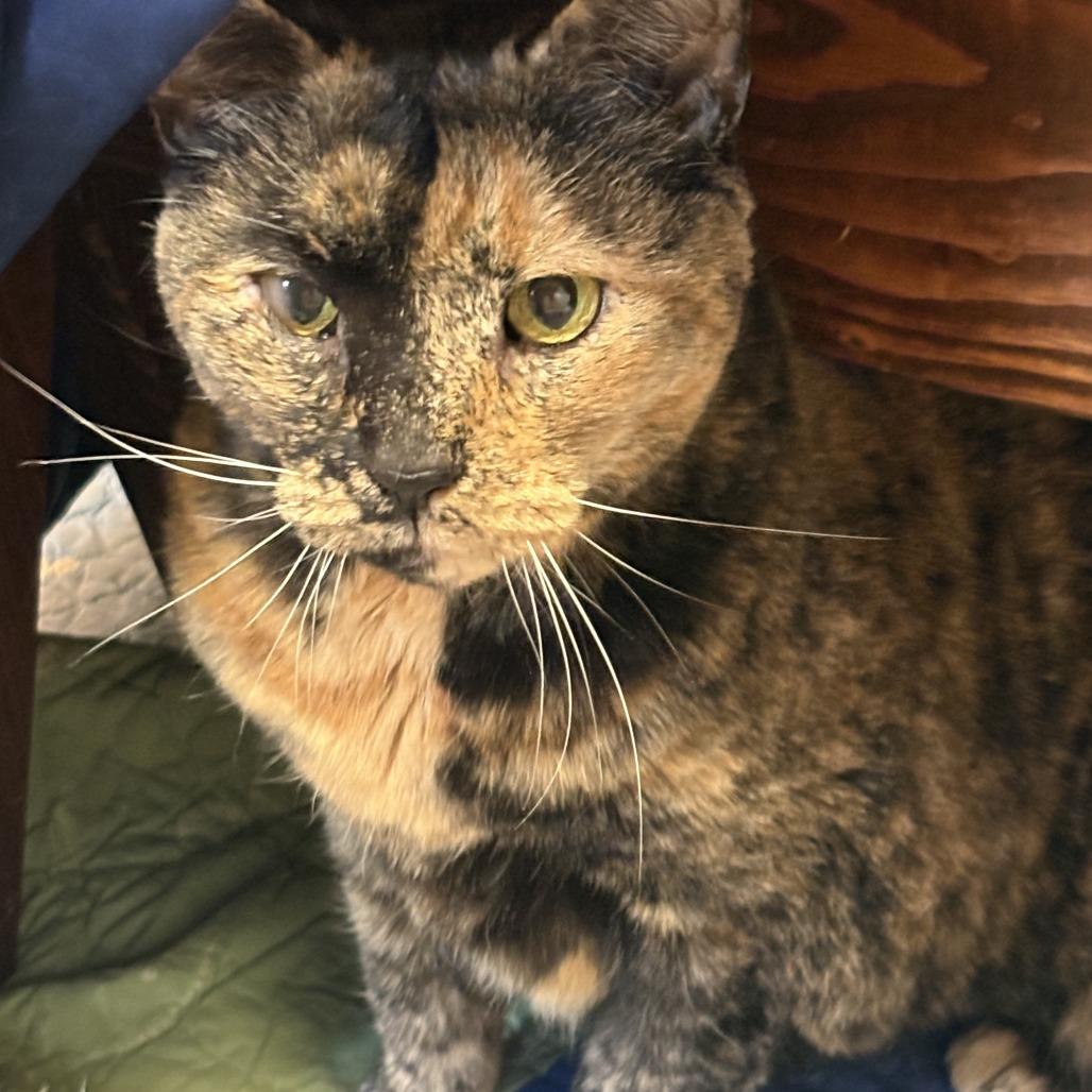 Enlarge Shadow, a Adoptable Domestic Short Hair in Bedford, NH image 2/6