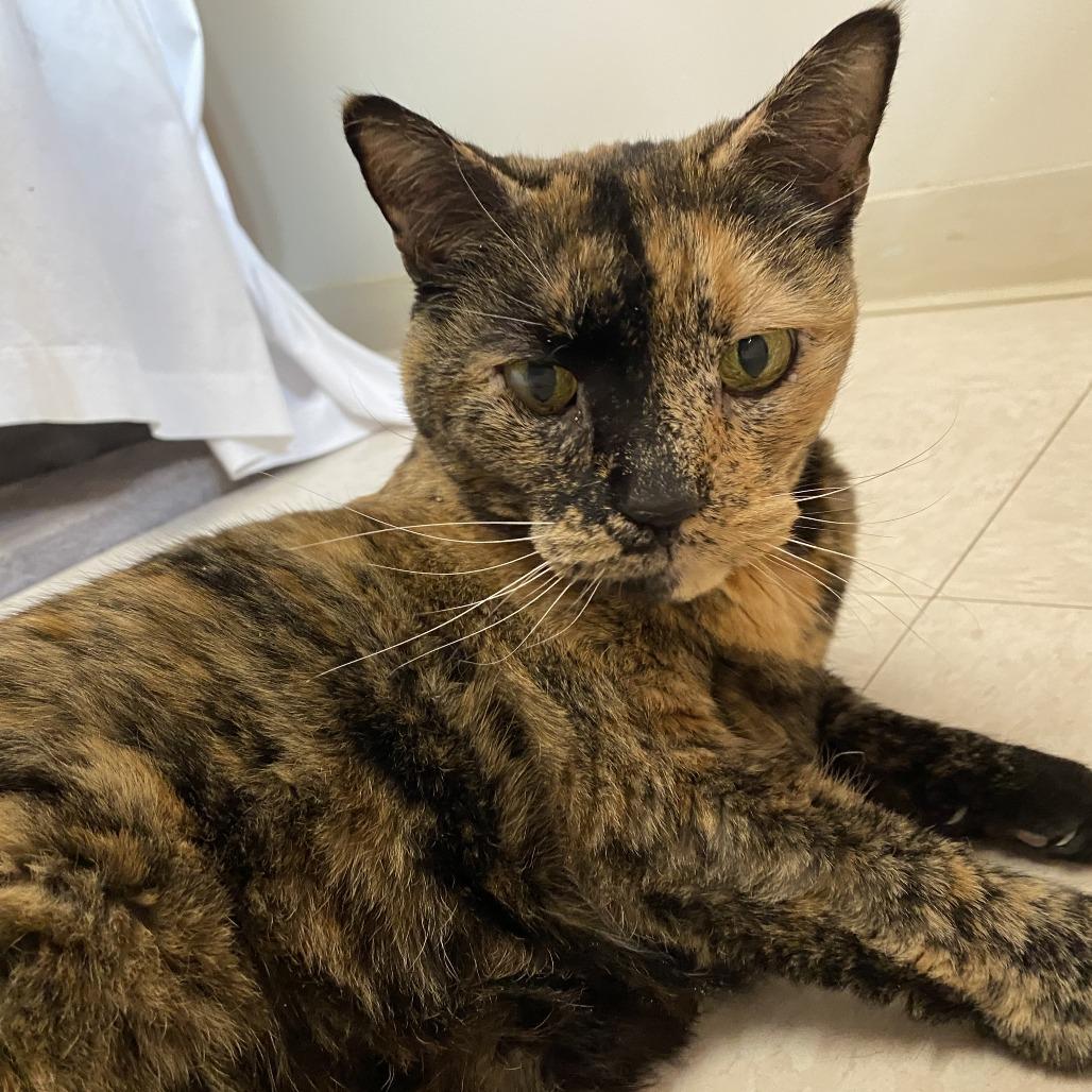 Enlarge Shadow, a Adoptable Domestic Short Hair in Bedford, NH image 3/6