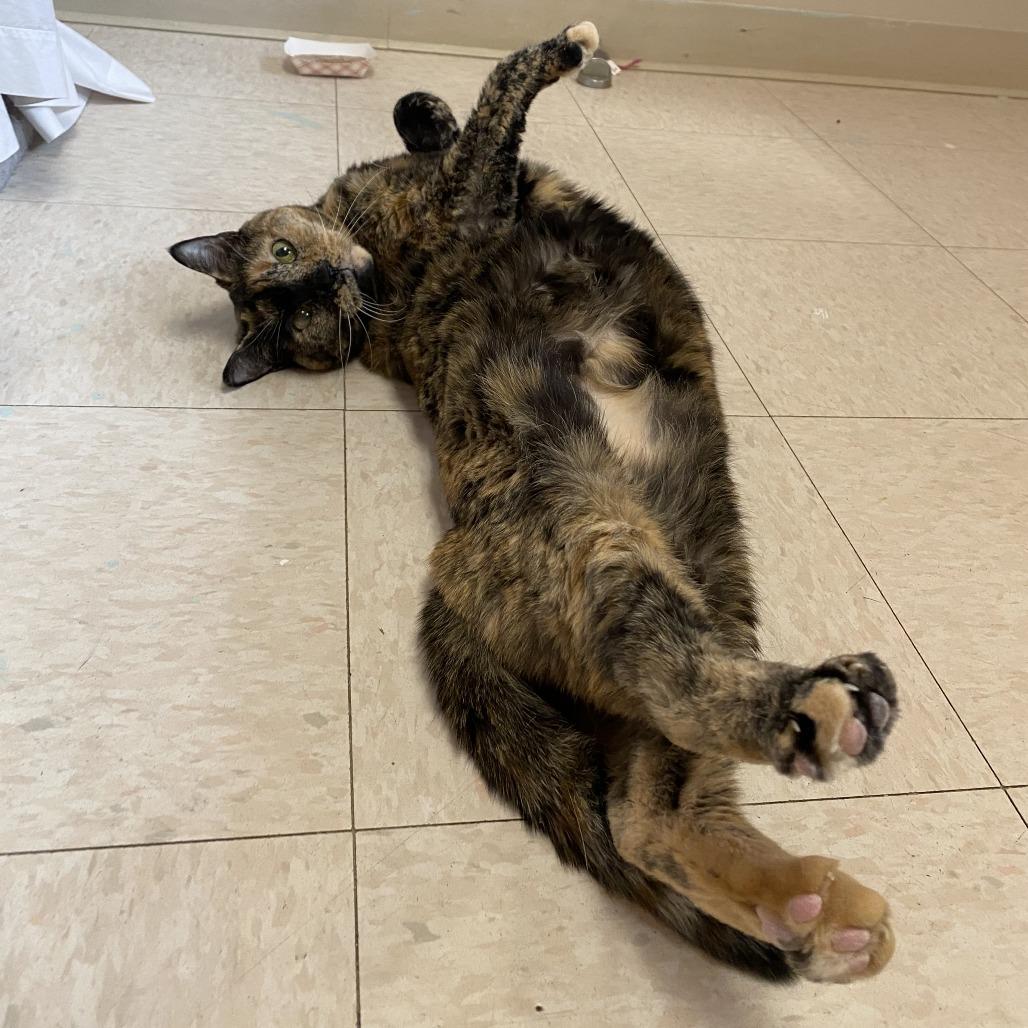 Enlarge Shadow, a Adoptable Domestic Short Hair in Bedford, NH image 4/6