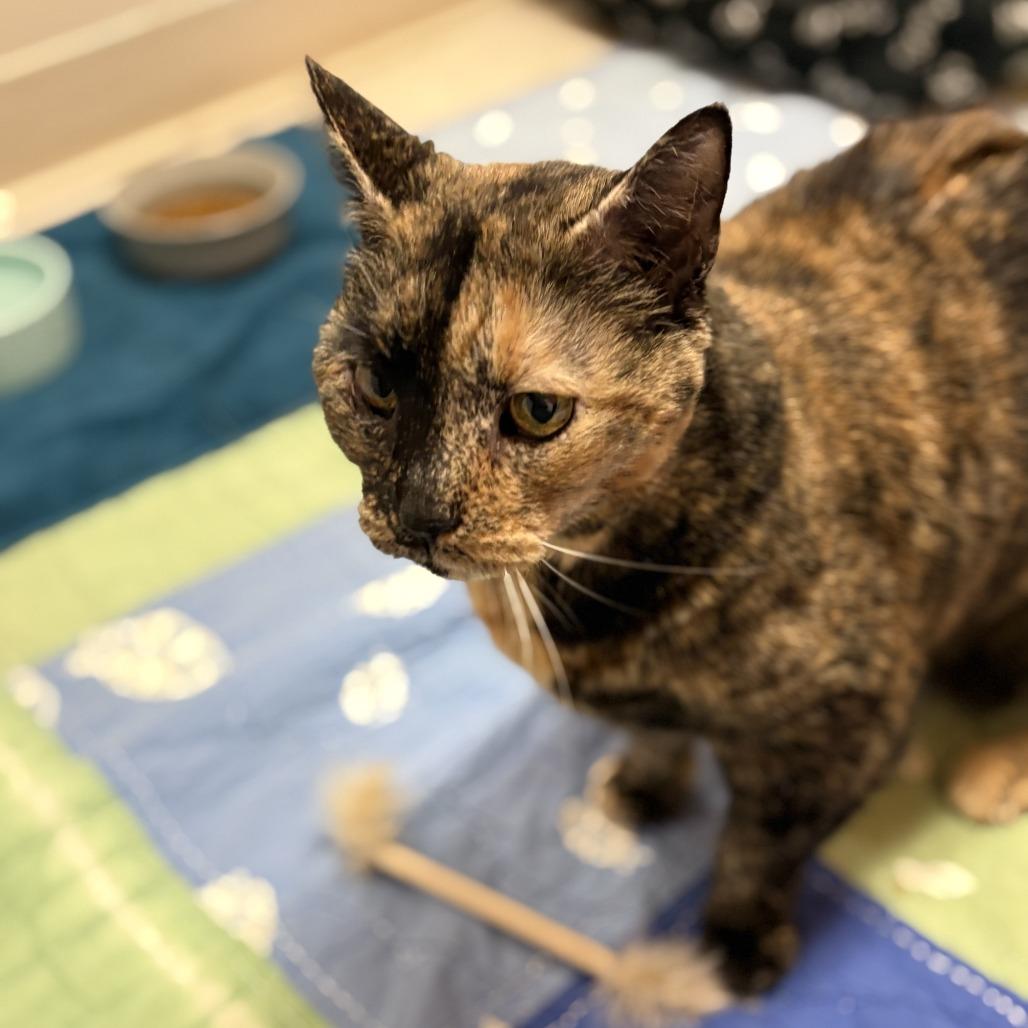 Enlarge Shadow, a Adoptable Domestic Short Hair in Bedford, NH image 6/6