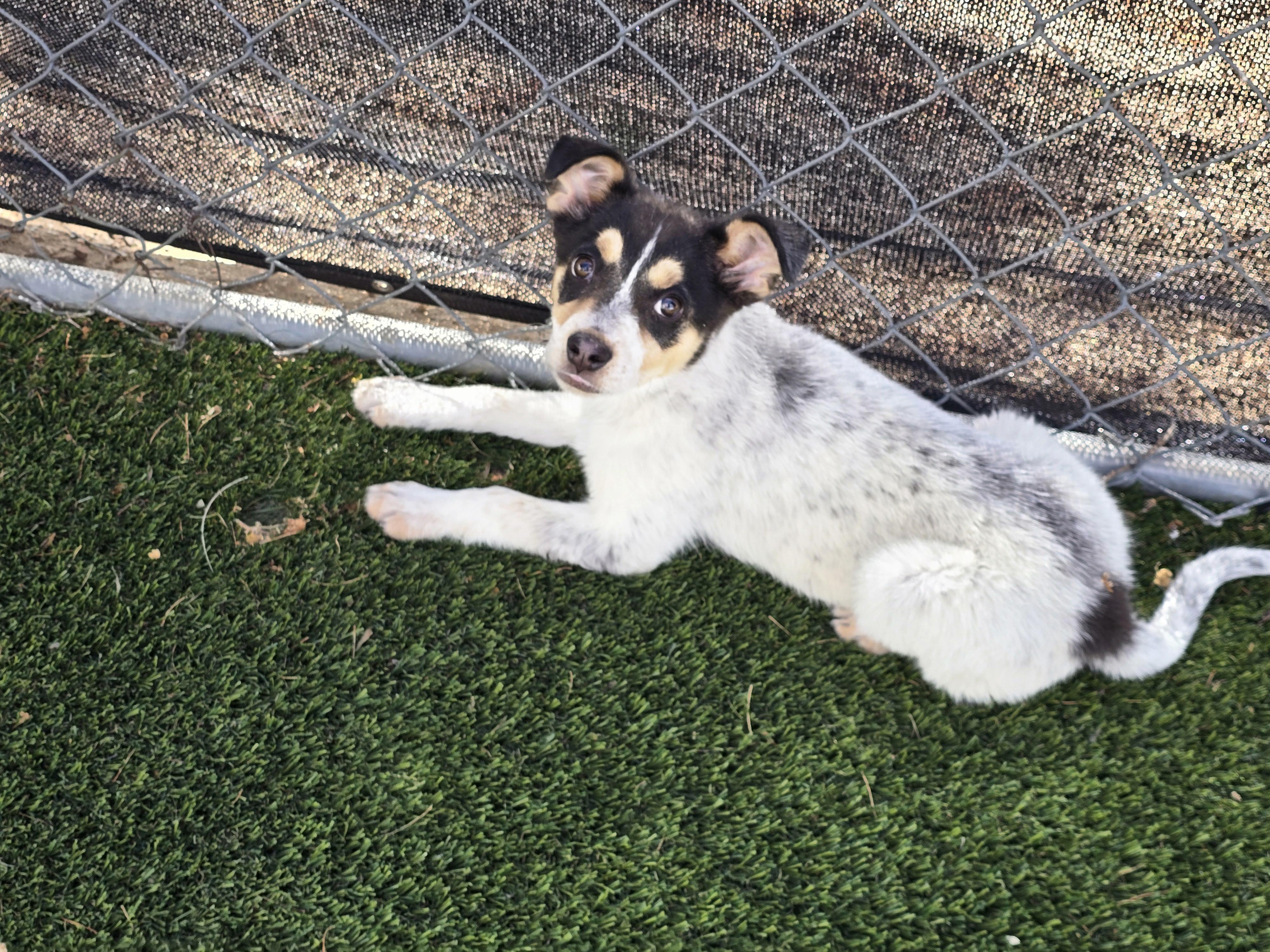 Enlarge Oscar, an adopted mixed breed in Apache Junction, AZ image 6/6