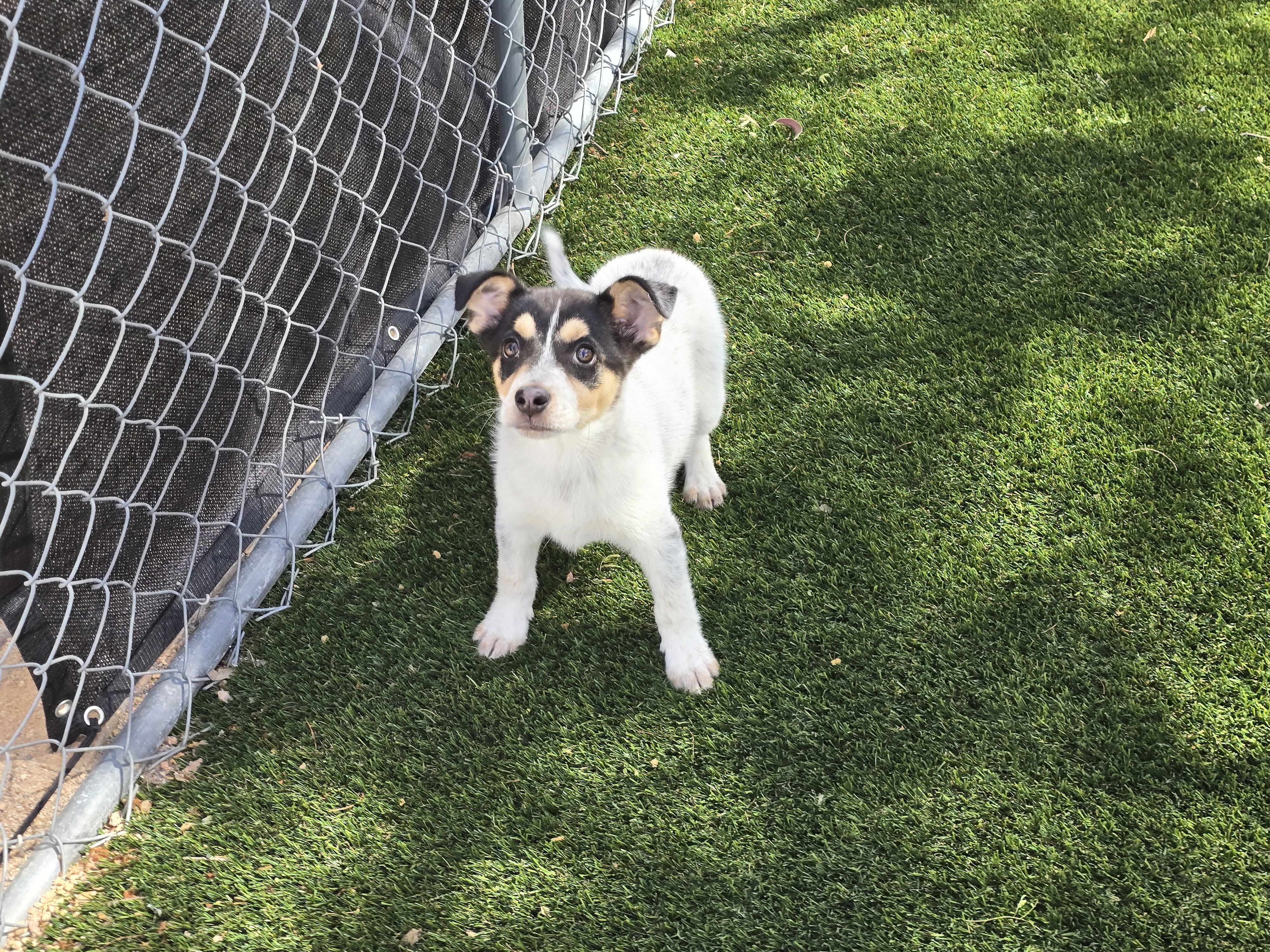Enlarge Oscar, an adopted mixed breed in Apache Junction, AZ image 5/6