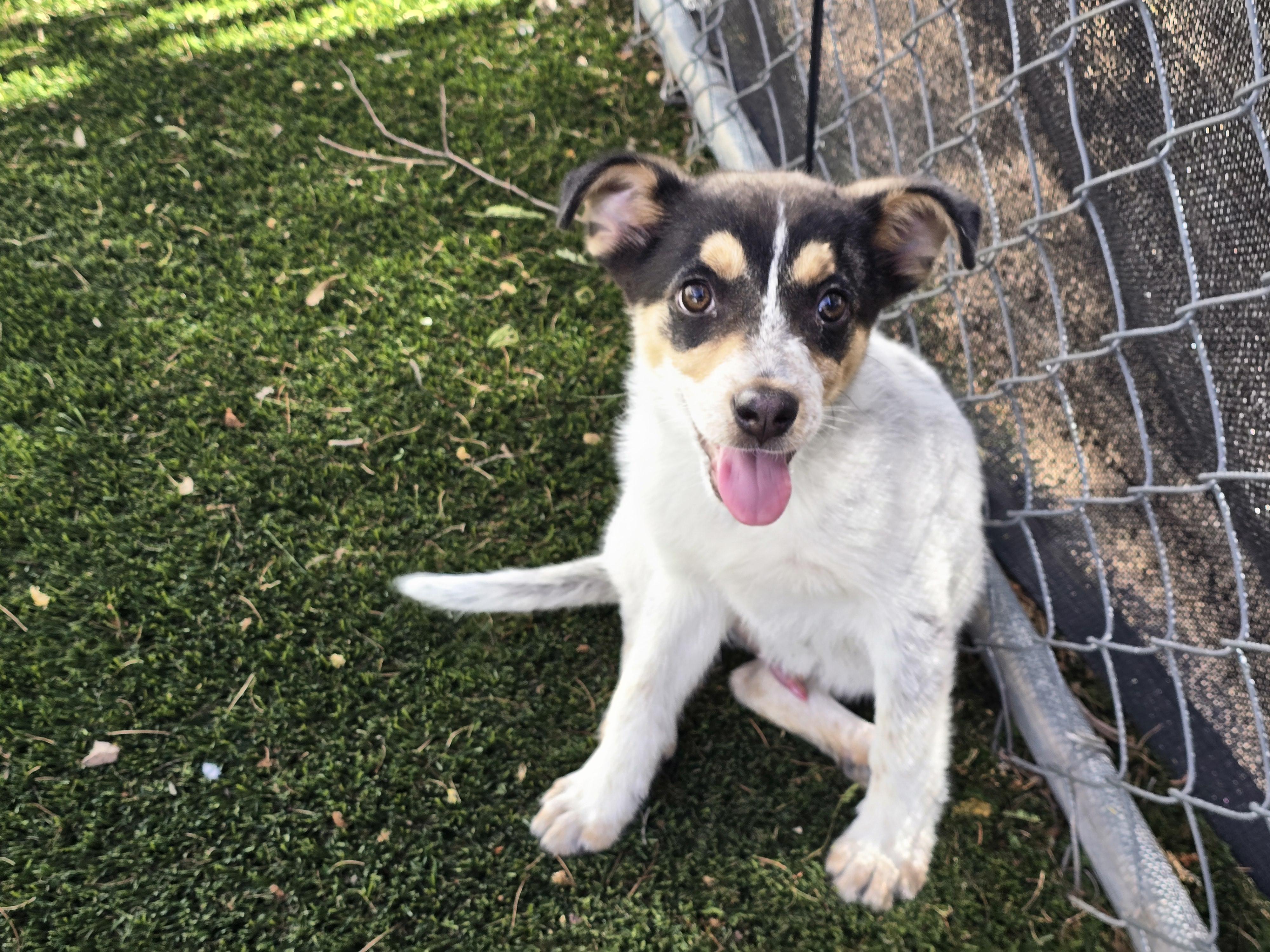 Enlarge Oscar, an adopted mixed breed in Apache Junction, AZ image 4/6