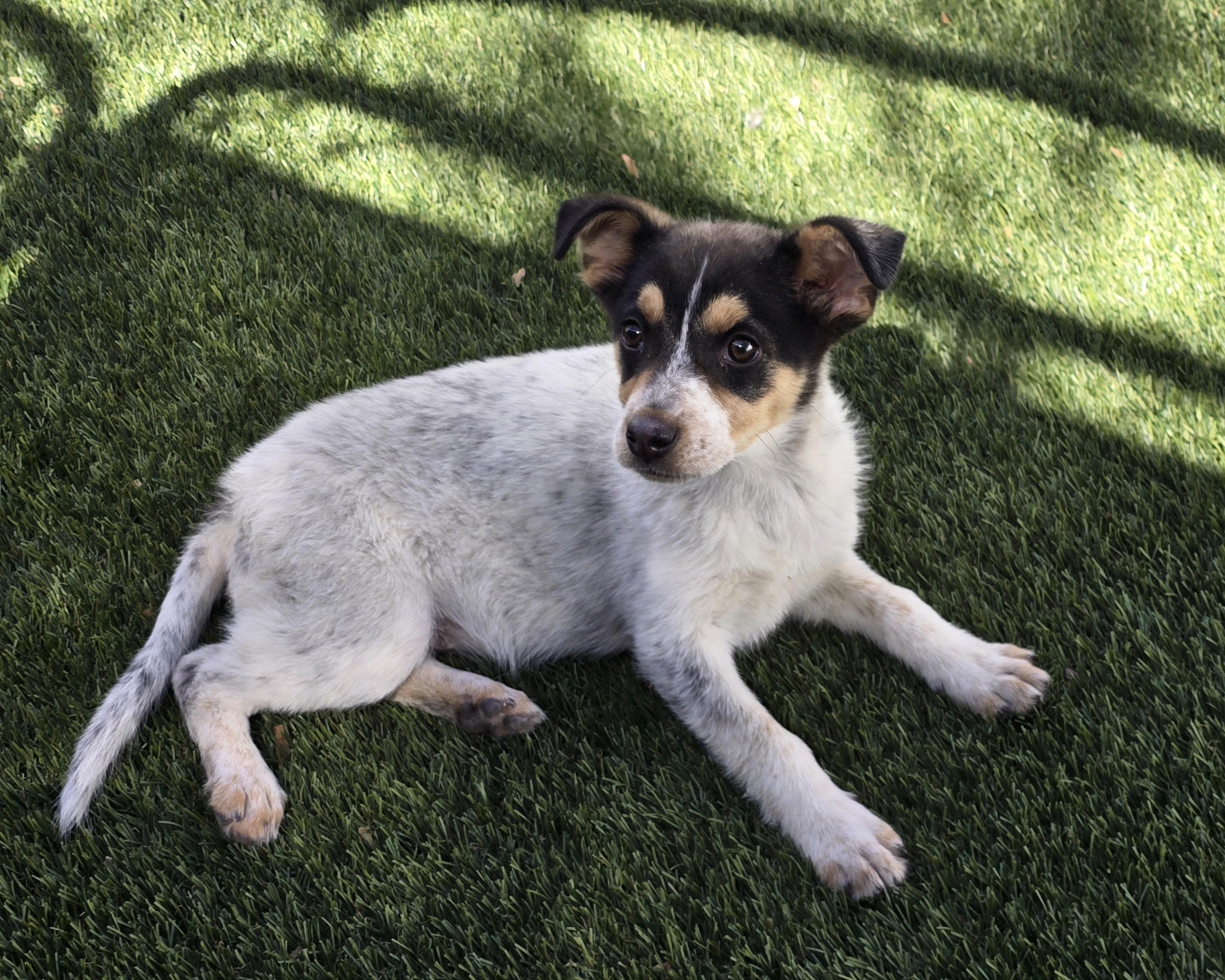 Enlarge Oscar, an adopted mixed breed in Apache Junction, AZ image 2/6