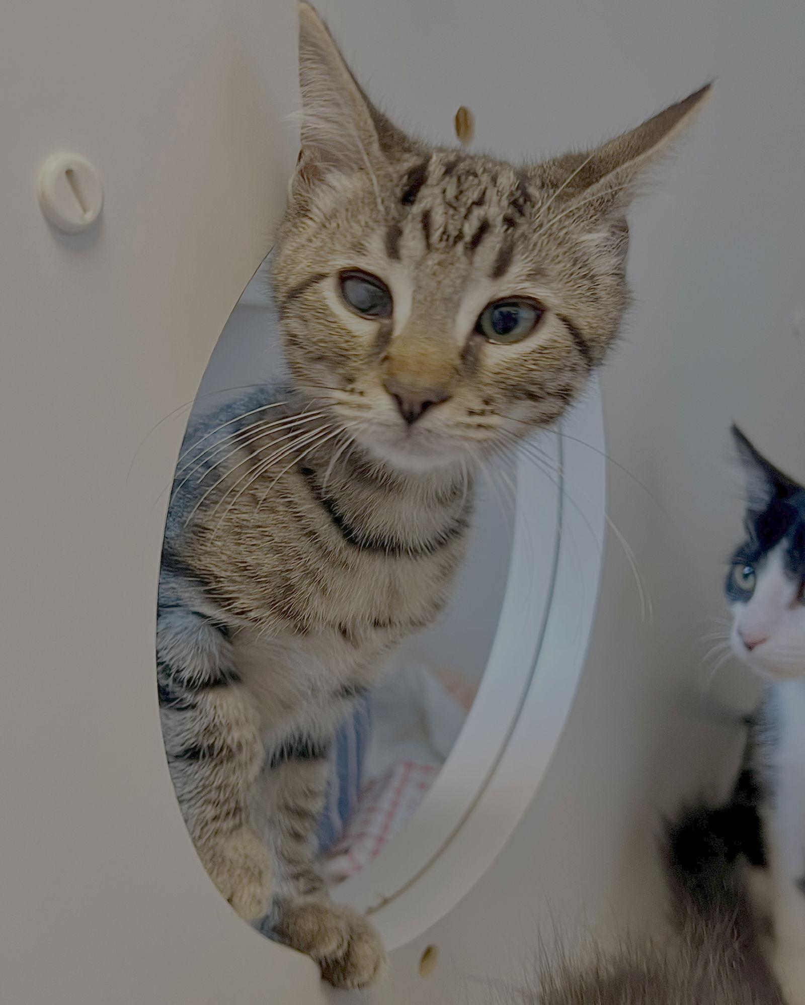 Enlarge Haku (bonded w/ Susu), a Adopted Domestic Short Hair in Oakland, CA image 1/2