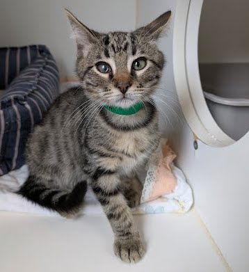 Enlarge Haku (bonded w/ Susu), a Adopted Domestic Short Hair in Oakland, CA image 2/2