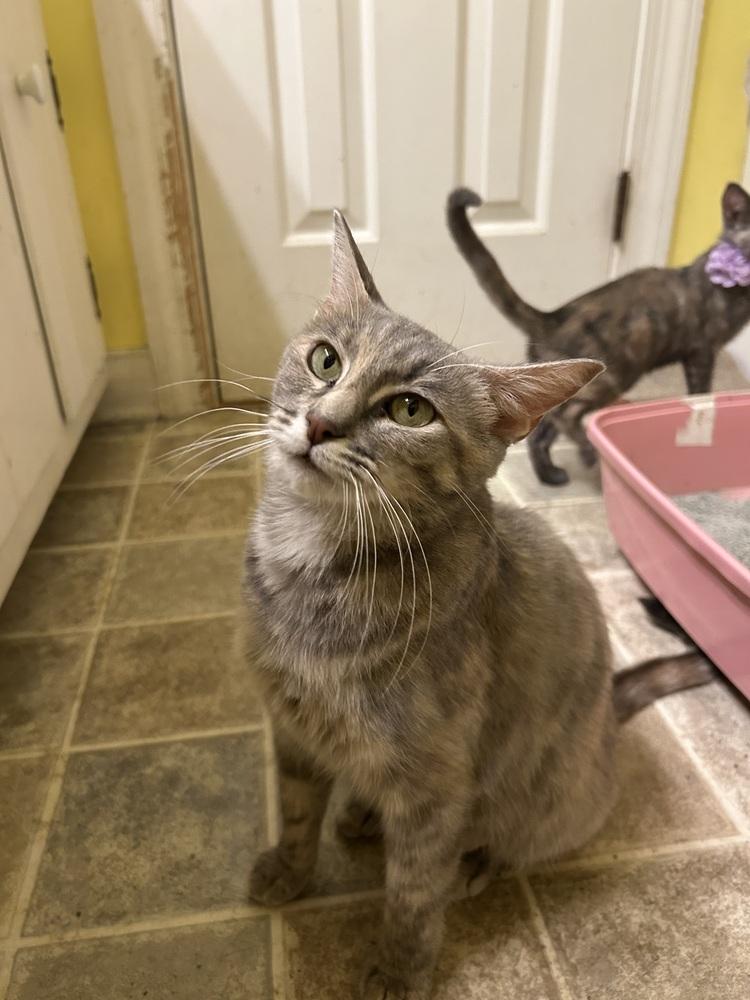Fiona, Adoptable, Young Female Domestic Short Hair.