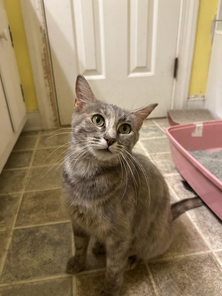 Enlarge Fiona, a Adoptable Domestic Short Hair in Henrico, VA image 2/5