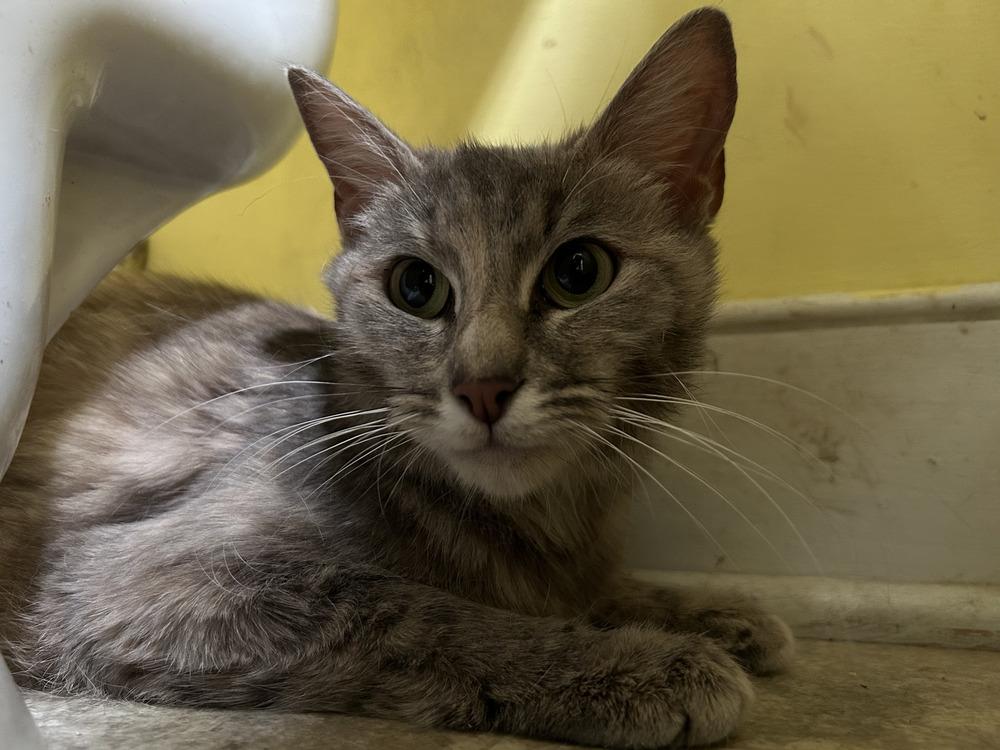 Enlarge Fiona, a Adoptable Domestic Short Hair in Henrico, VA image 3/5