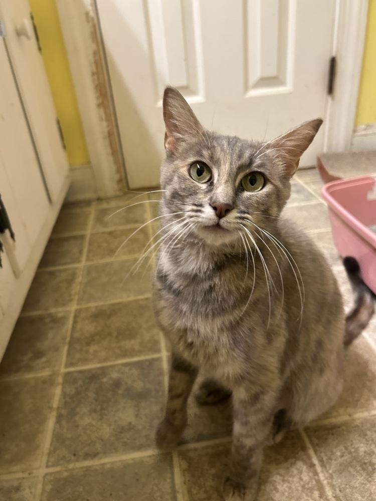Enlarge Fiona, a Adoptable Domestic Short Hair in Henrico, VA image 4/5