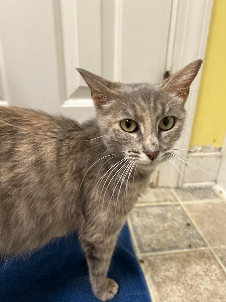 Enlarge Fiona, a Adoptable Domestic Short Hair in Henrico, VA image 5/5