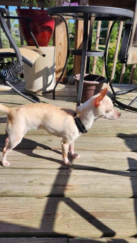 Enlarge Tinkerbell, a Adopted Chihuahua in Alexandria, KY image 1/3