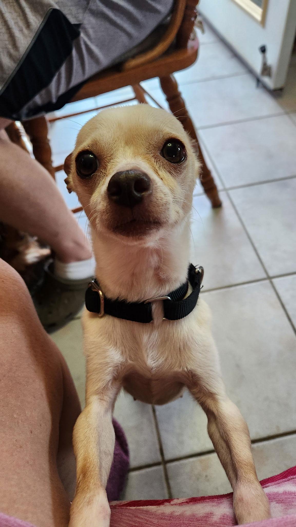 Enlarge Tinkerbell, a Adopted Chihuahua in Alexandria, KY image 2/3