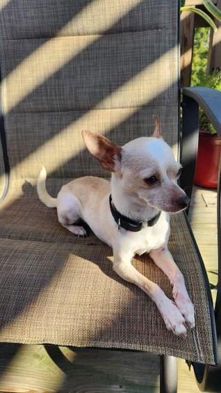 Enlarge Tinkerbell, a Adopted Chihuahua in Alexandria, KY image 3/3