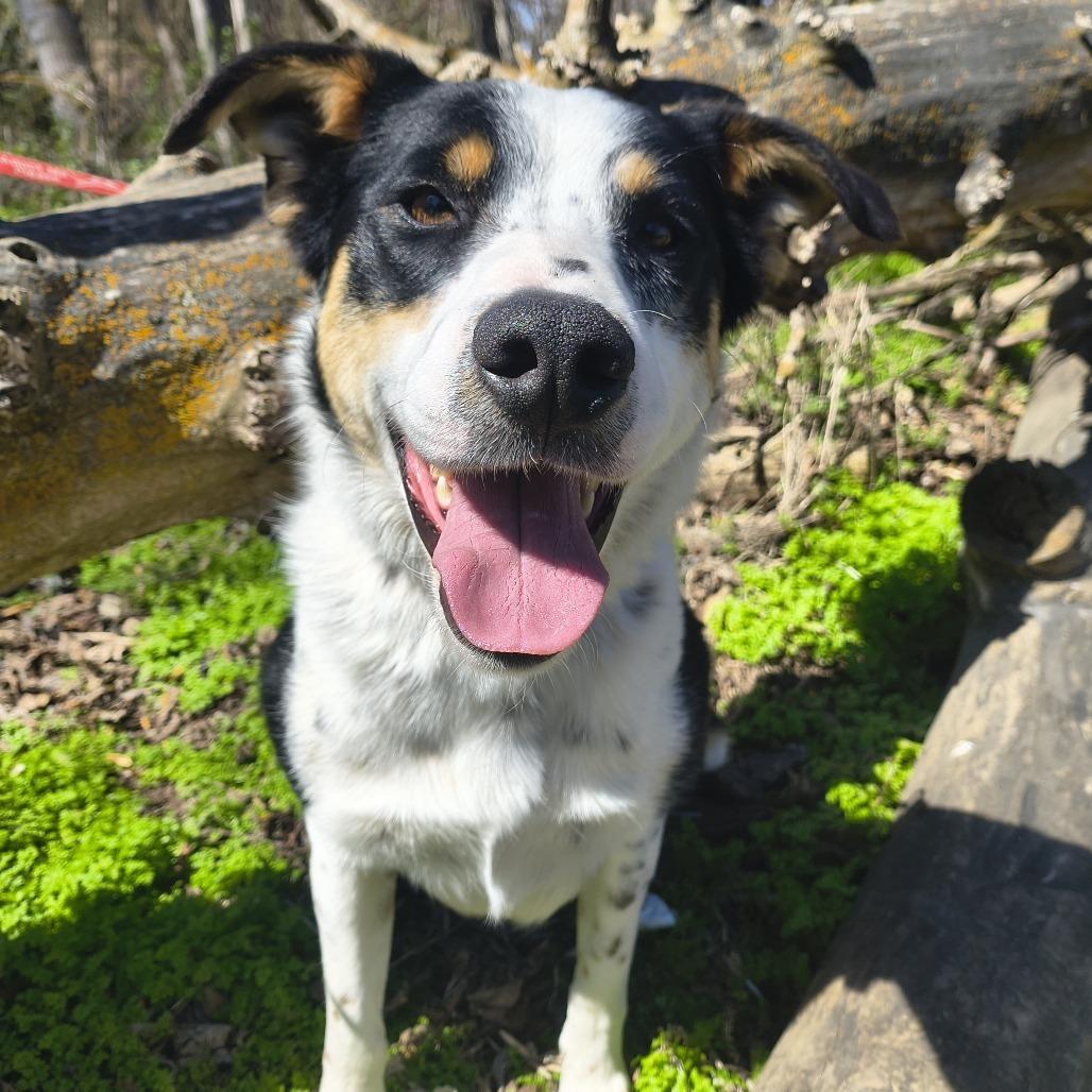 Enlarge Pixie, a Adoptable mixed breed in Othello, WA image 1/6