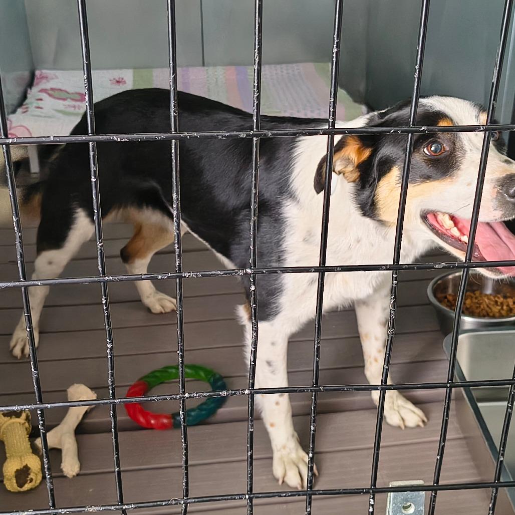 Enlarge Pixie, a Adoptable mixed breed in Othello, WA image 2/6