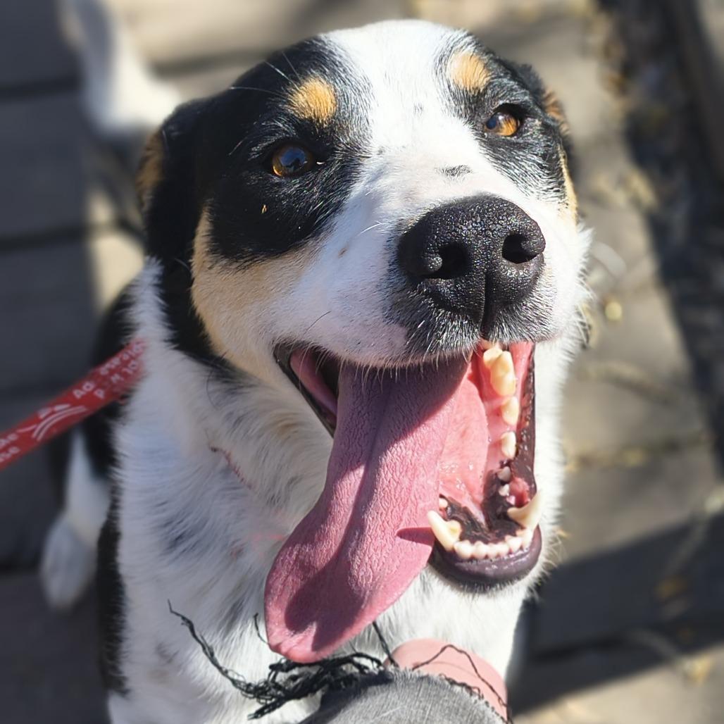 Enlarge Pixie, a Adoptable mixed breed in Othello, WA image 4/6