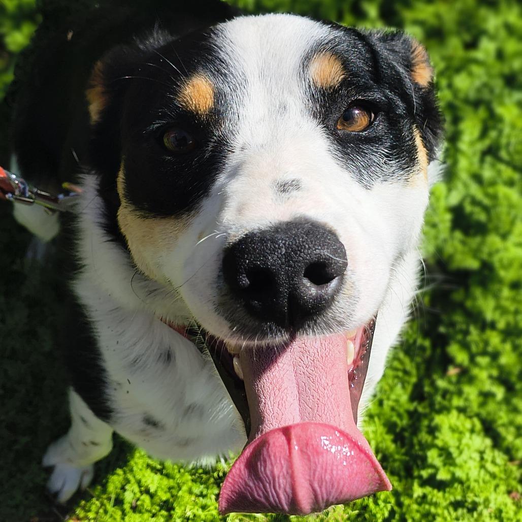Enlarge Pixie, a Adoptable mixed breed in Othello, WA image 5/6