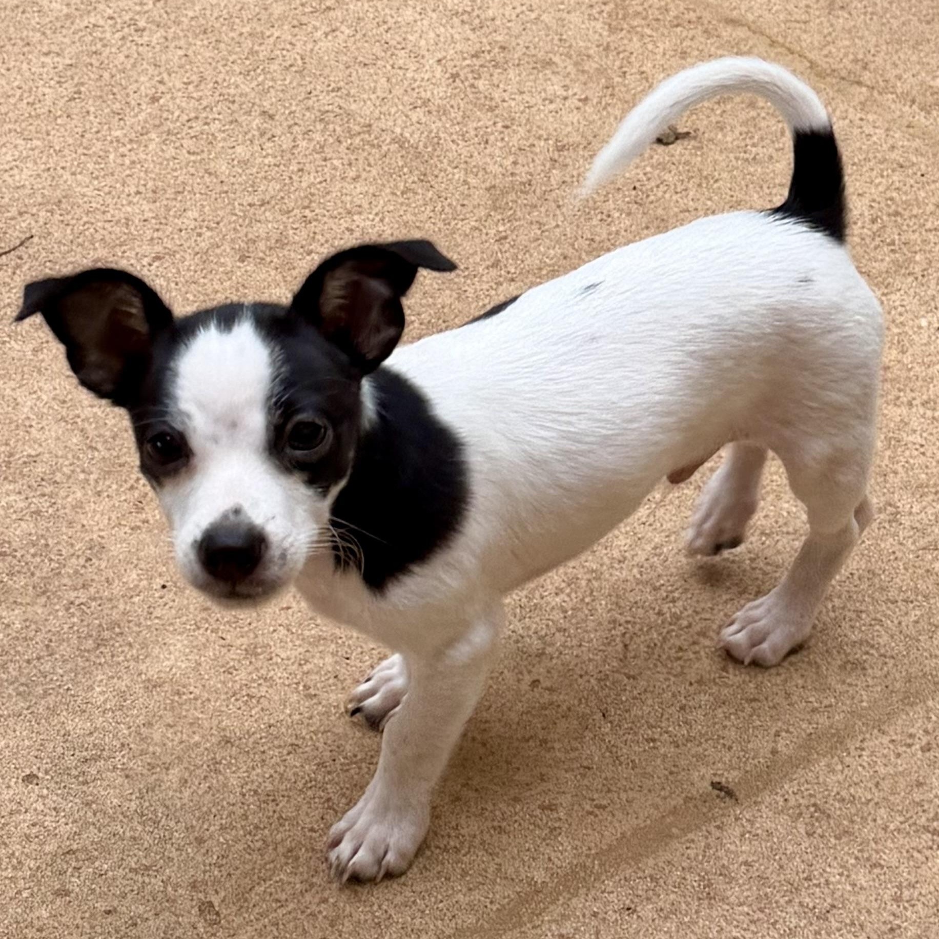 Eli, a Adoptable mixed breed in Alabaster, AL image 1/6