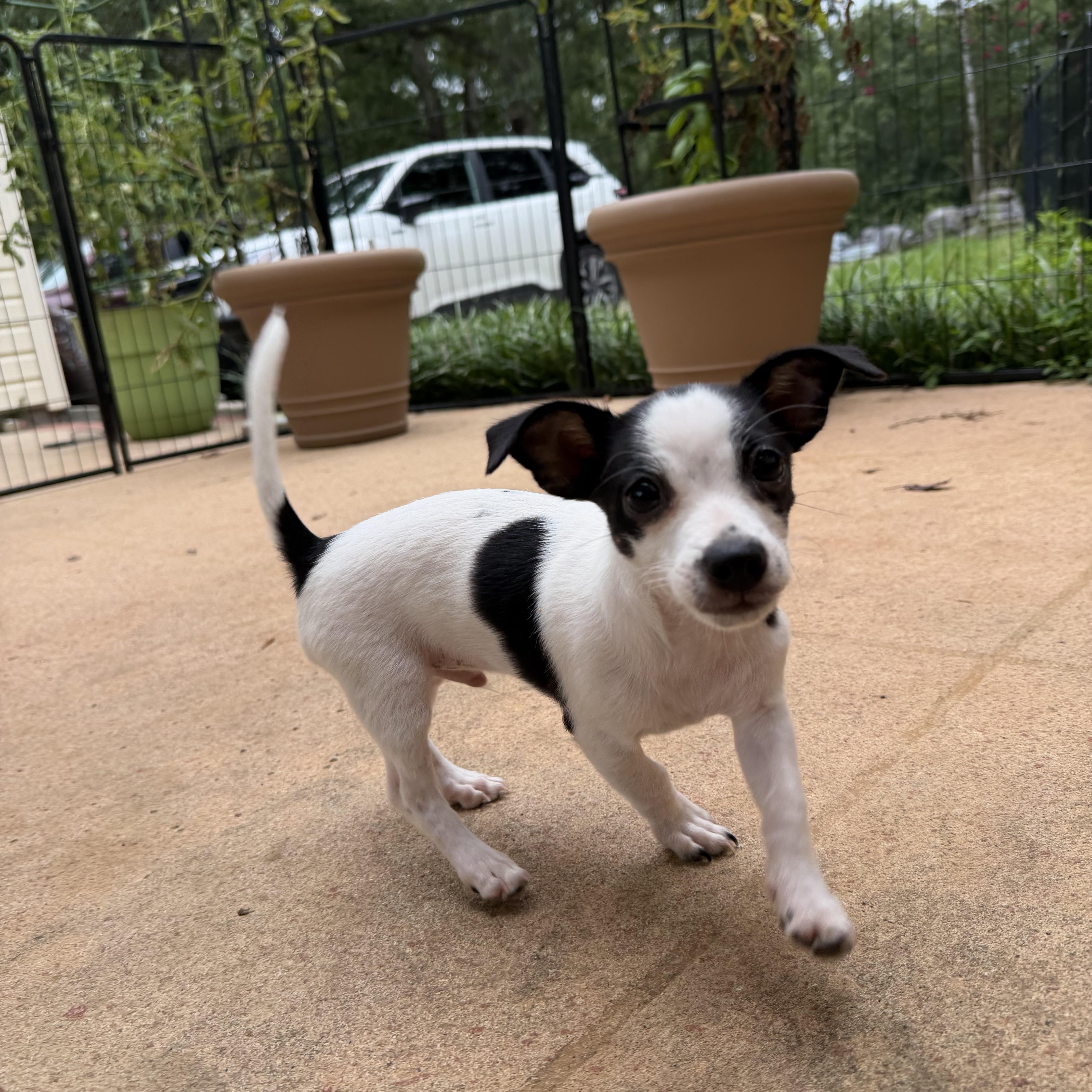 Eli, a Adoptable mixed breed in Alabaster, AL image 5/6
