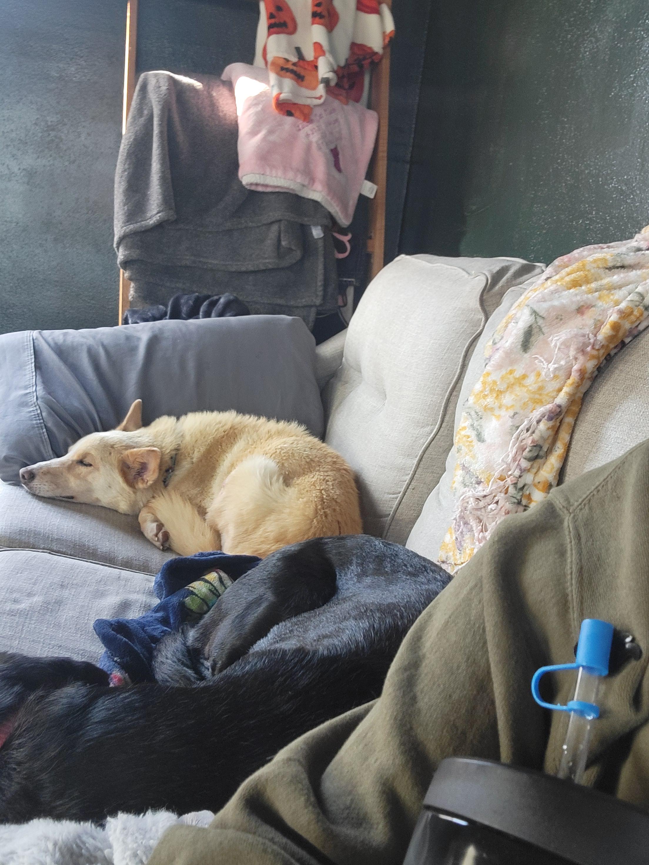 Enlarge Alma, a Adoptable mixed breed in Fertile, MN image 2/3