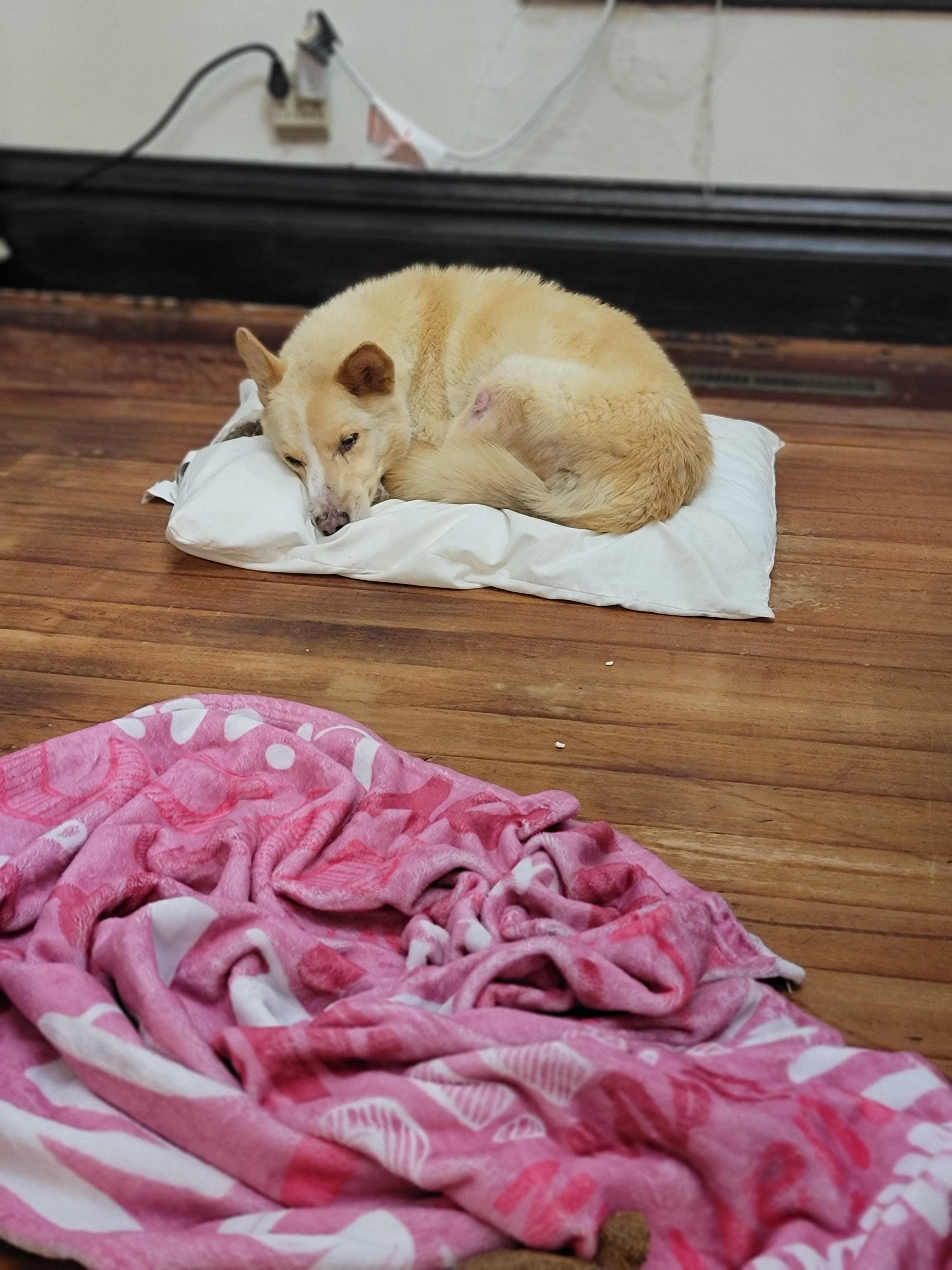 Enlarge Alma, a Adoptable mixed breed in Fertile, MN image 3/3