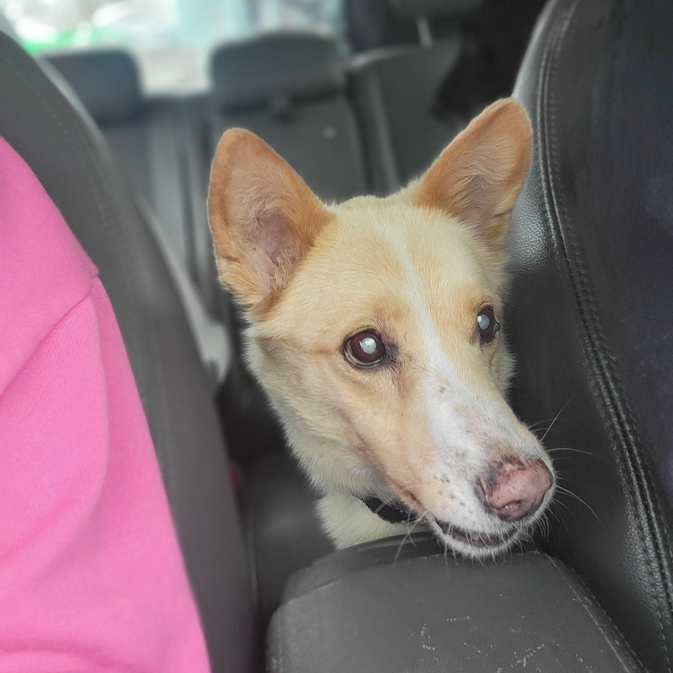 Alma, Adoptable, Senior Female Australian Cattle Dog / Blue Heeler.