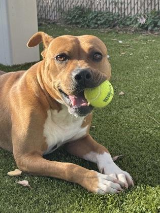 Bowser, Adoptable, Adult Male Terrier & Mixed Breed.