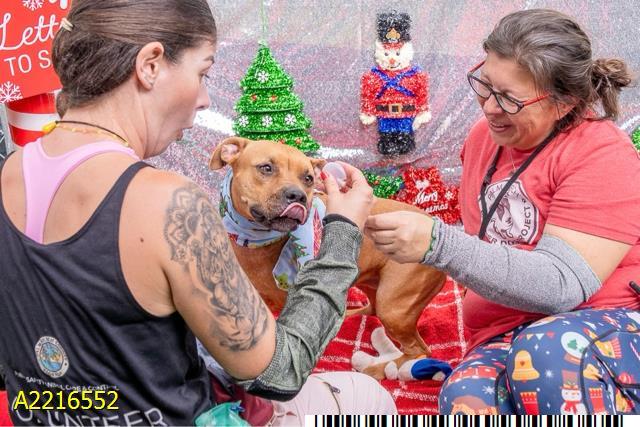 LUCY, Adoptable, Adult Female Mixed Breed.