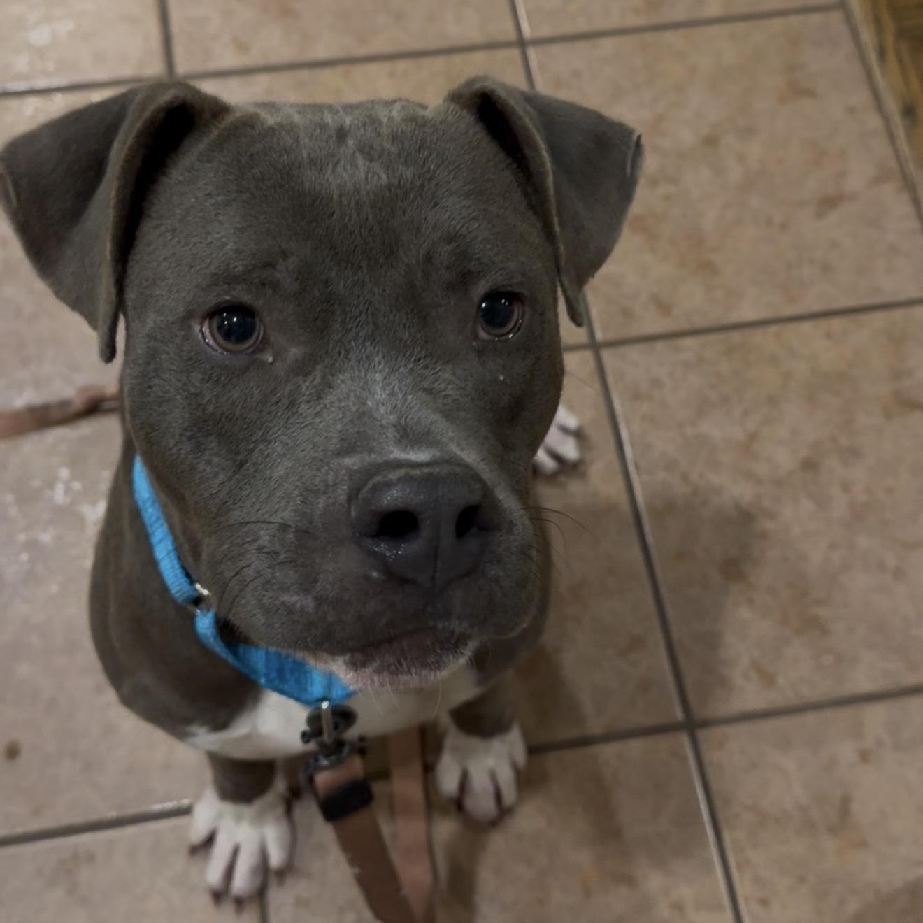 AJ , adopted, Adult Male Pit Bull Terrier.