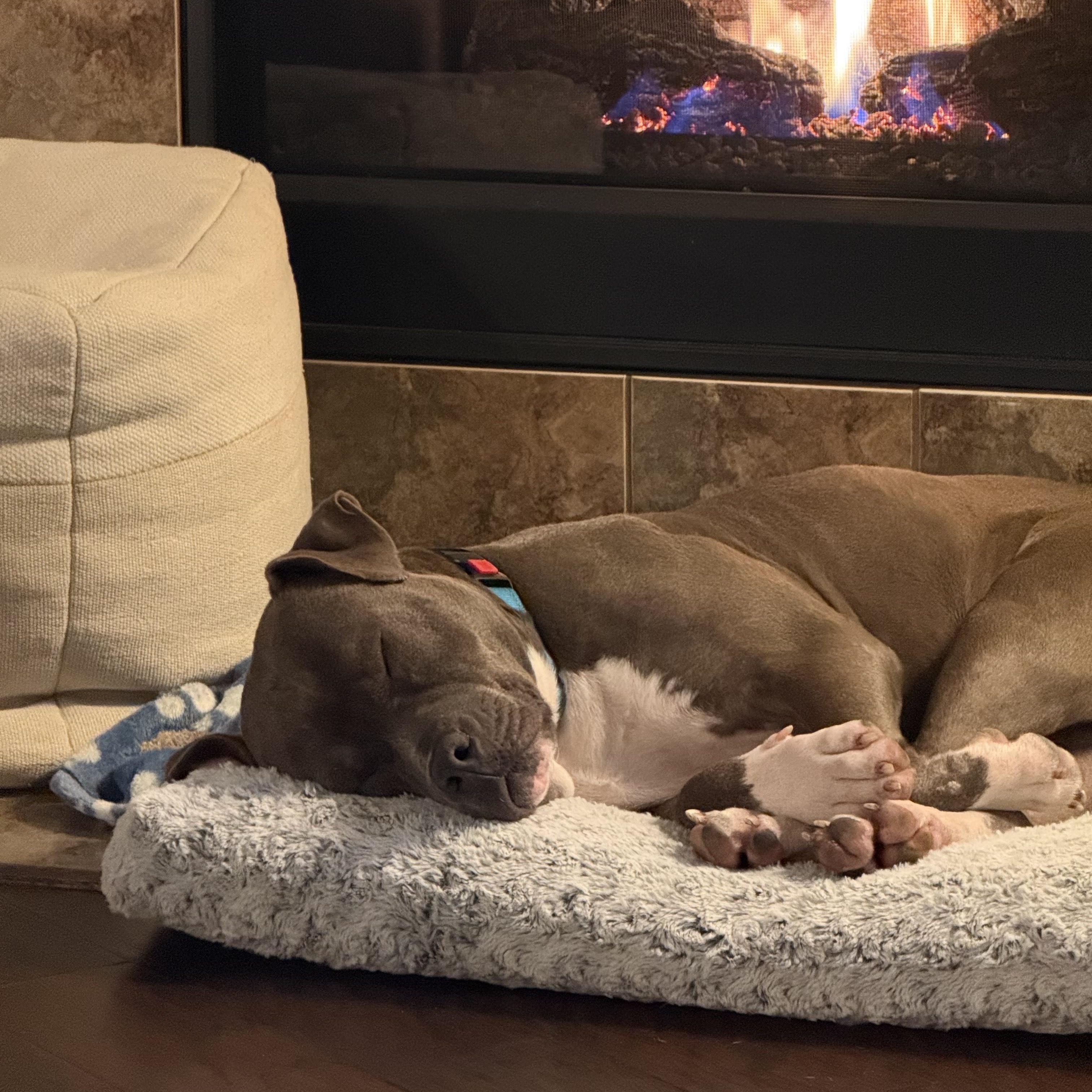 Enlarge AJ , an adopted Pit Bull Terrier in Bothell, WA image 4/6