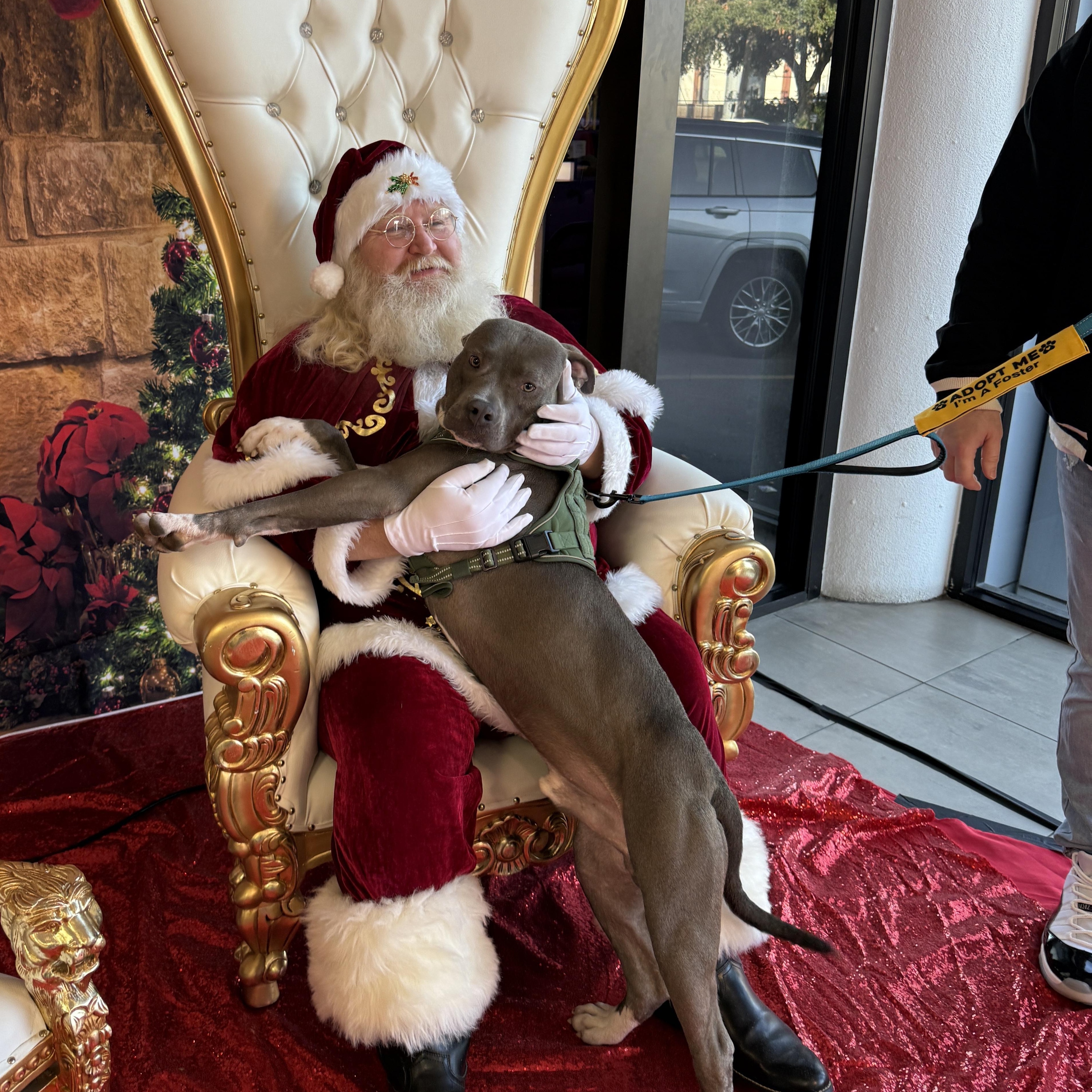 Enlarge AJ , an adopted Pit Bull Terrier in Bothell, WA image 6/6