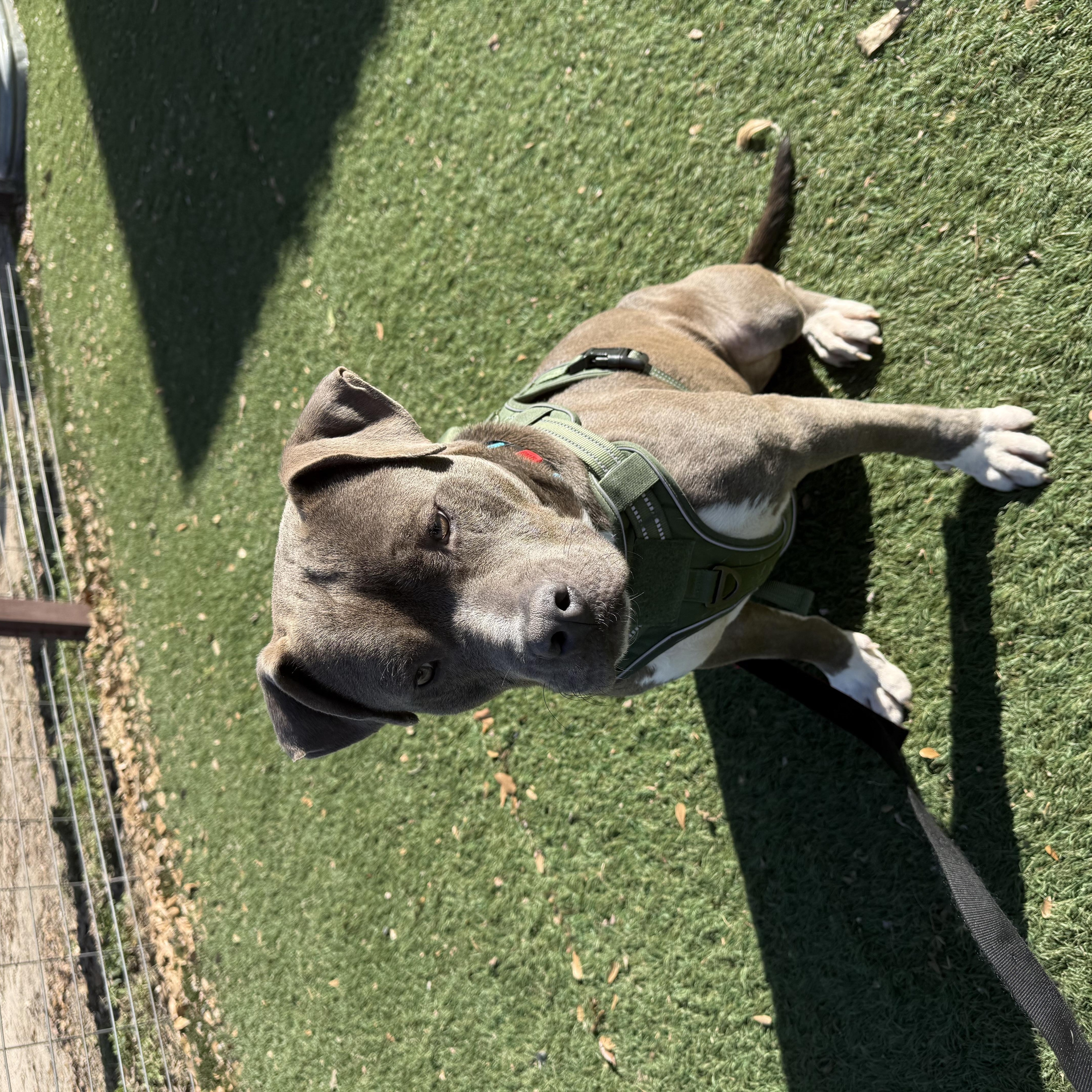 Enlarge AJ , an adopted Pit Bull Terrier in Bothell, WA image 5/6