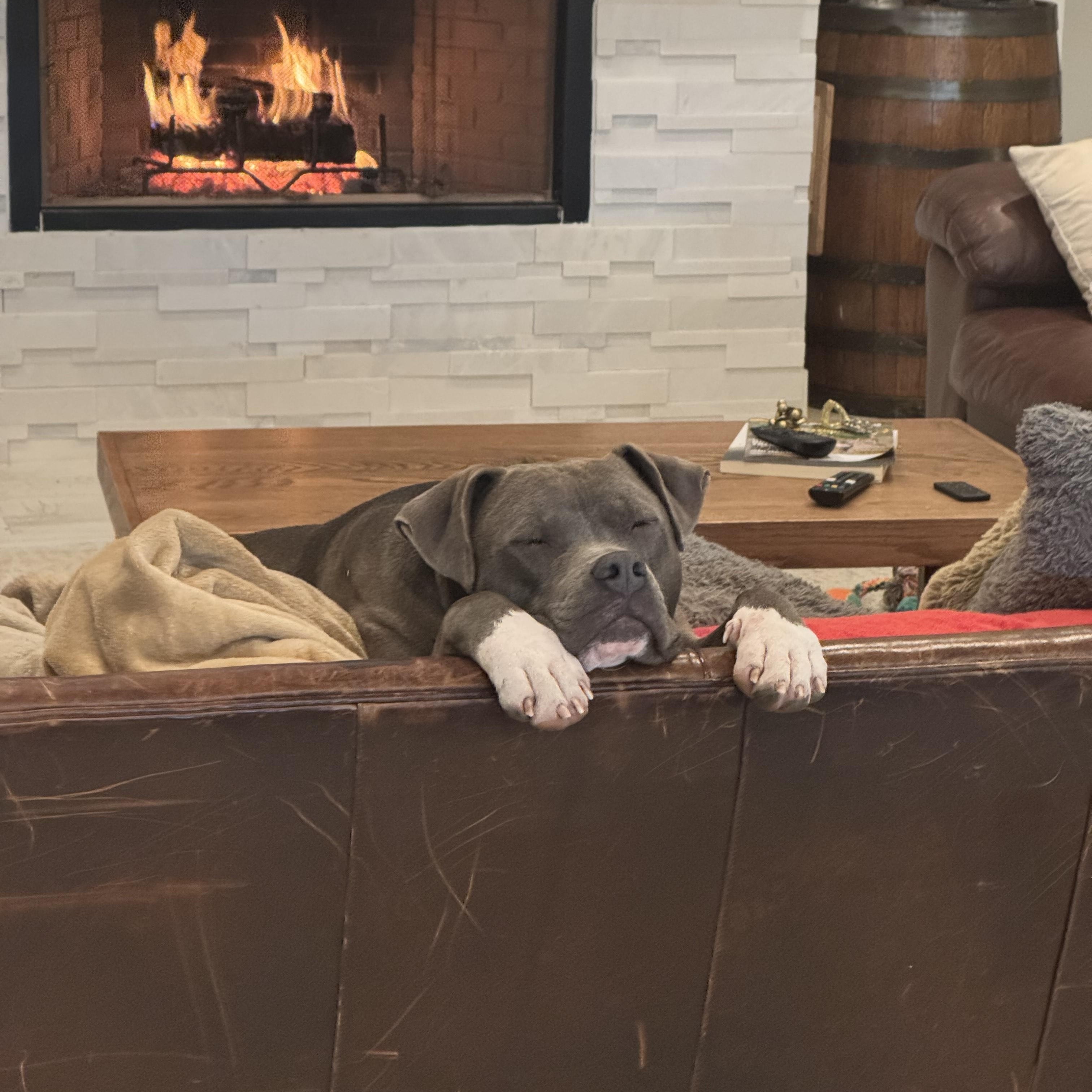 Enlarge AJ , an adopted Pit Bull Terrier in Bothell, WA image 2/6