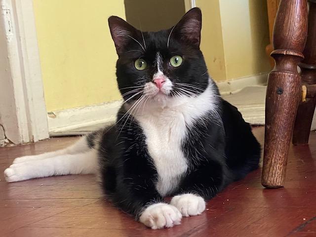 Aiden and Seamus, a ADOPTABLE American Shorthair in brooklyn, NY image 1/6