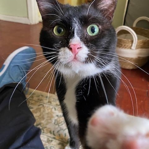 Aiden and Seamus, a ADOPTABLE American Shorthair in brooklyn, NY image 5/6